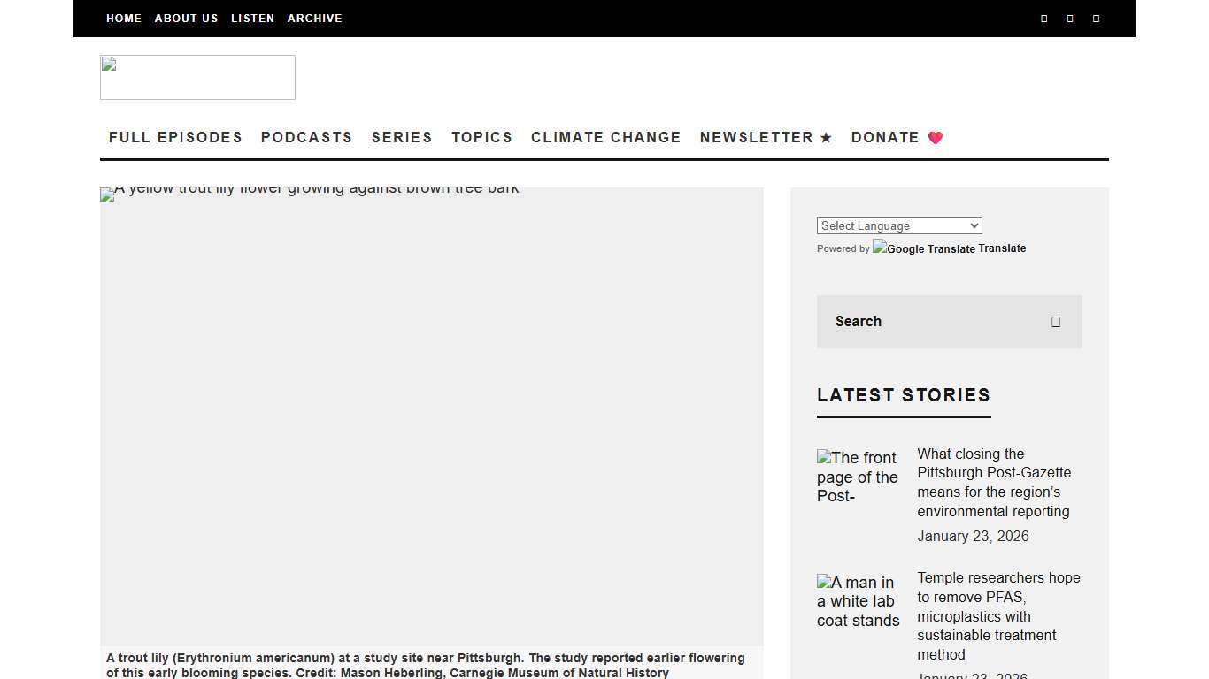 Early spring wildflowers are blooming even earlier thanks to climate change - The Allegheny Front